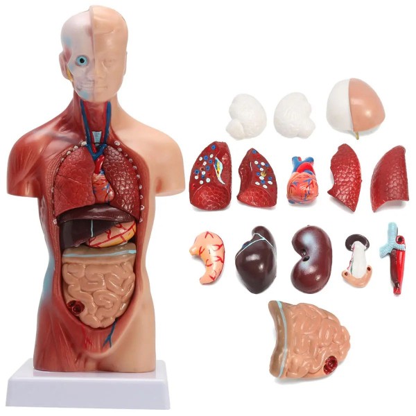 Анатомическая модель торса с органами человека